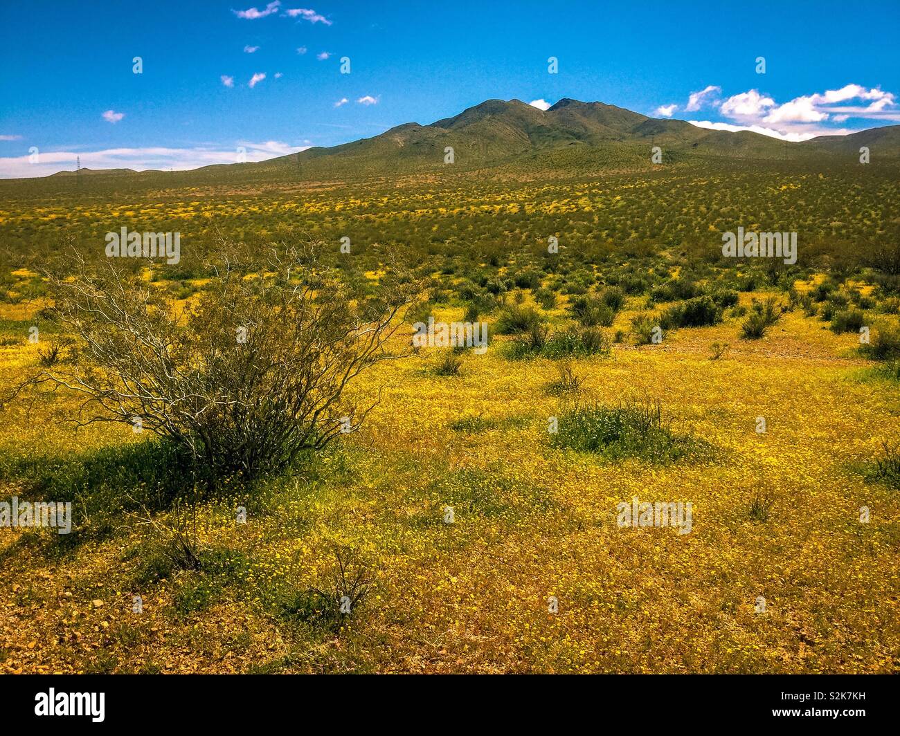 Deserto Mojave fiori selvatici, erba verde e montagna sotto luminose blu cielo con soffici nuvole. Foto Stock