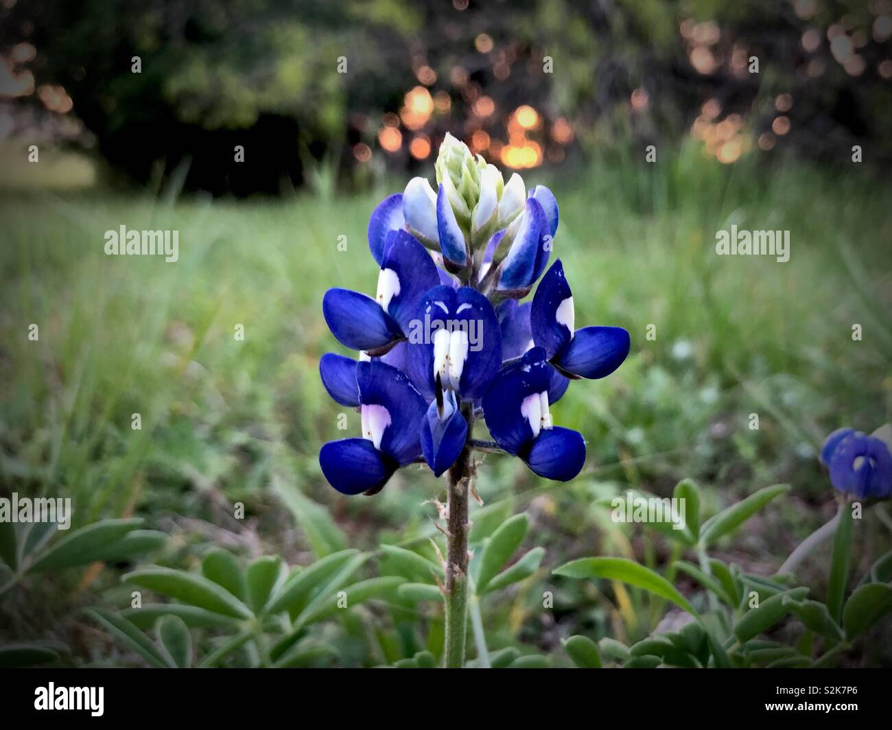 Bluebonnet - Immagine stock catturata con smartphone