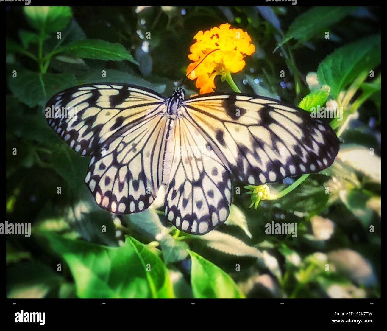 Farfalla - Immagine stock catturata con smartphone