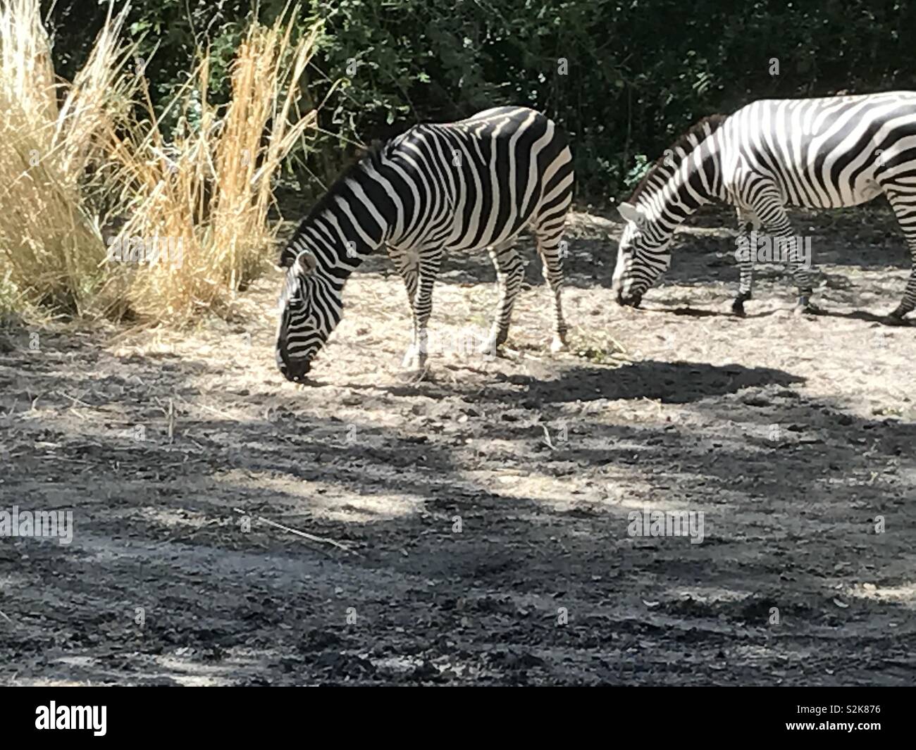 Due zebre al pascolo Foto Stock