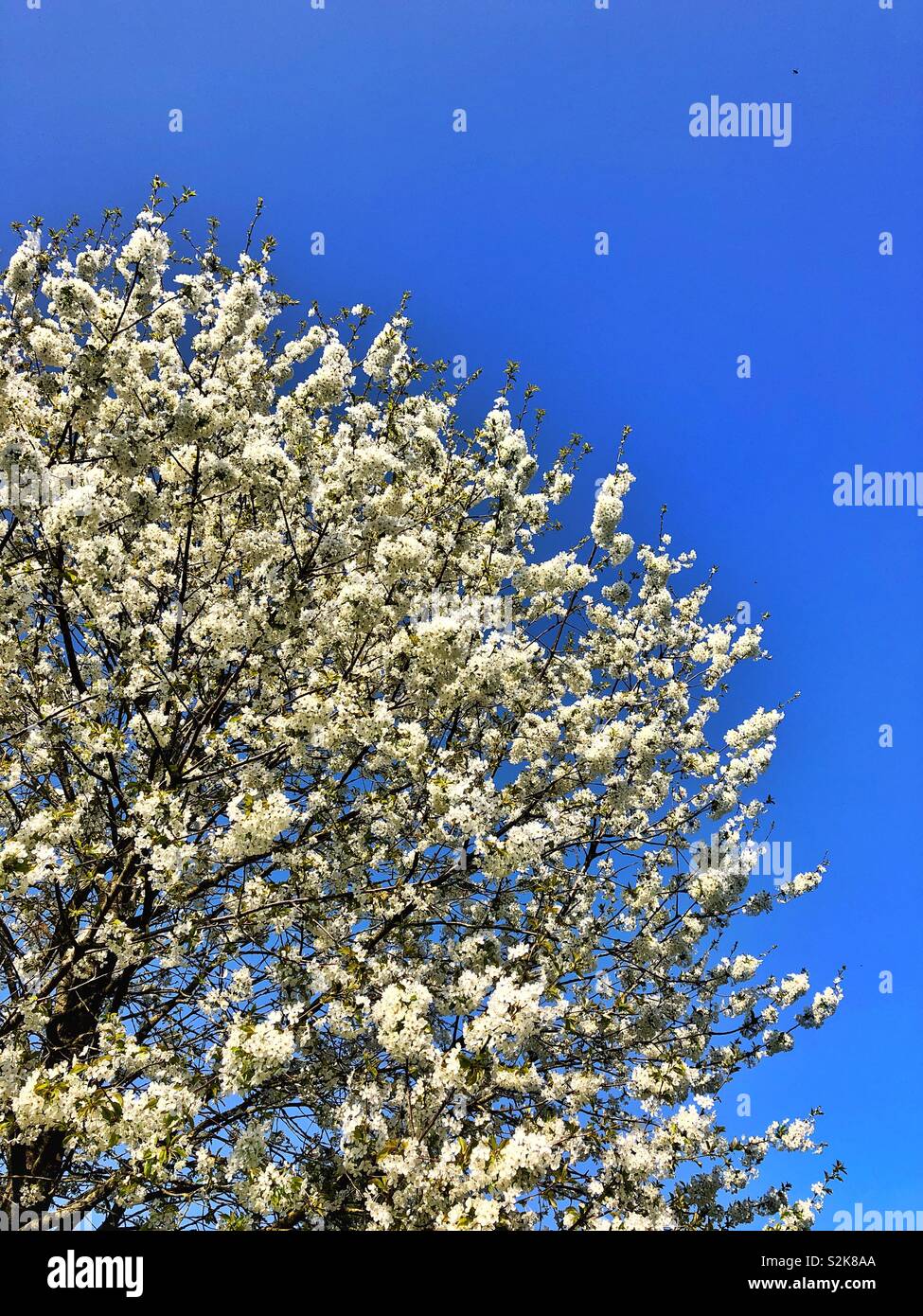 Bianco fiore a molla contro un cielo blu, fine marzo, UK. Foto Stock