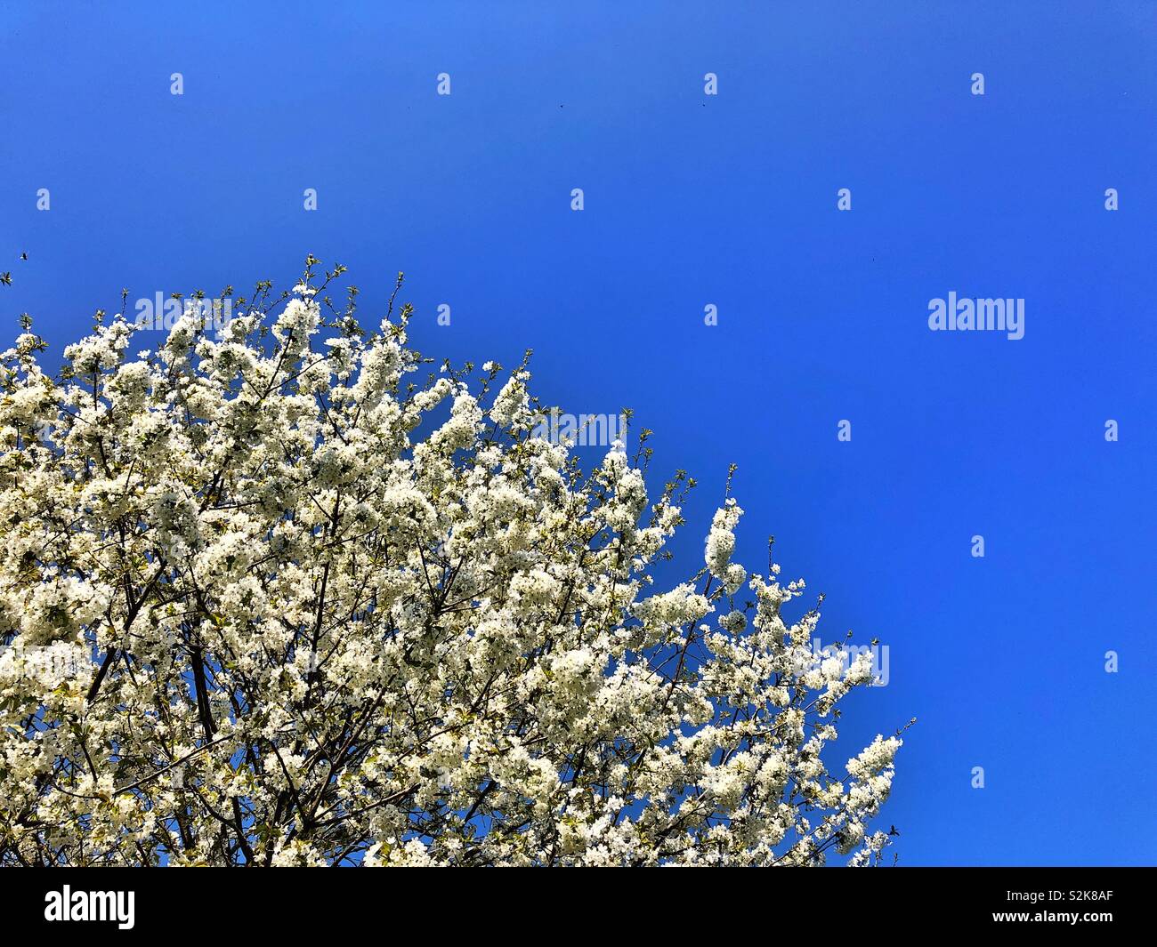 Bianco fiore a molla contro un cielo blu, alla fine di marzo Foto Stock