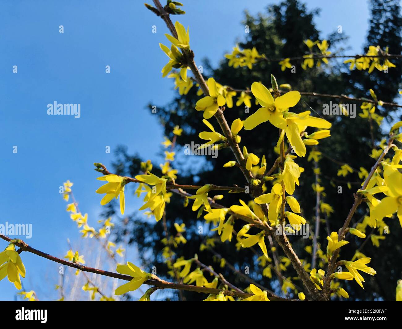 Gelbe Blüten im Frühling Foto Stock