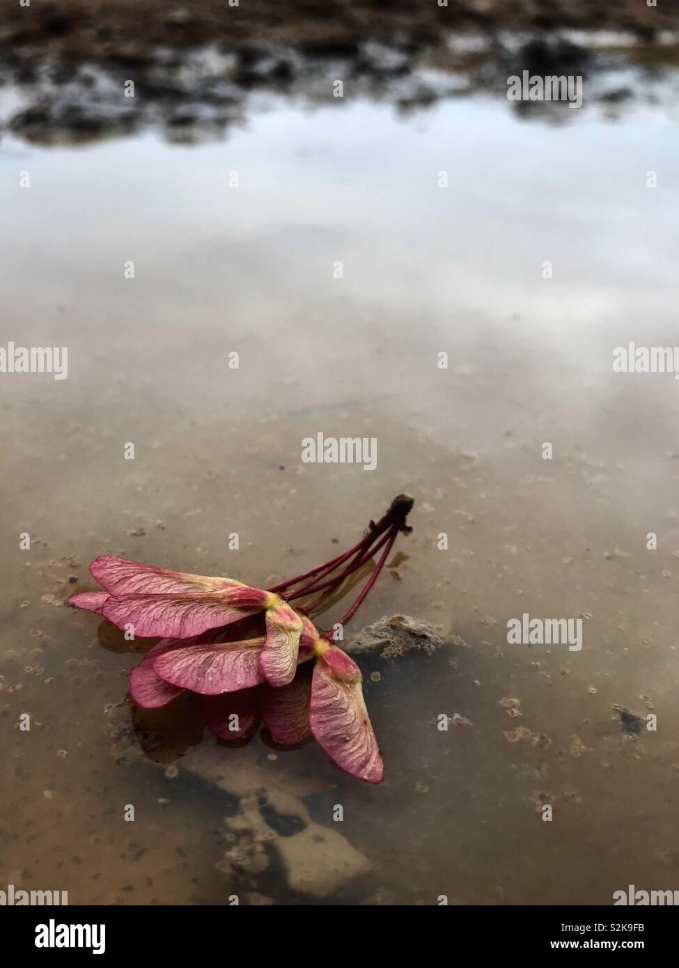 Acer rubrum seed pods nella pozza d'acqua in primavera Foto Stock