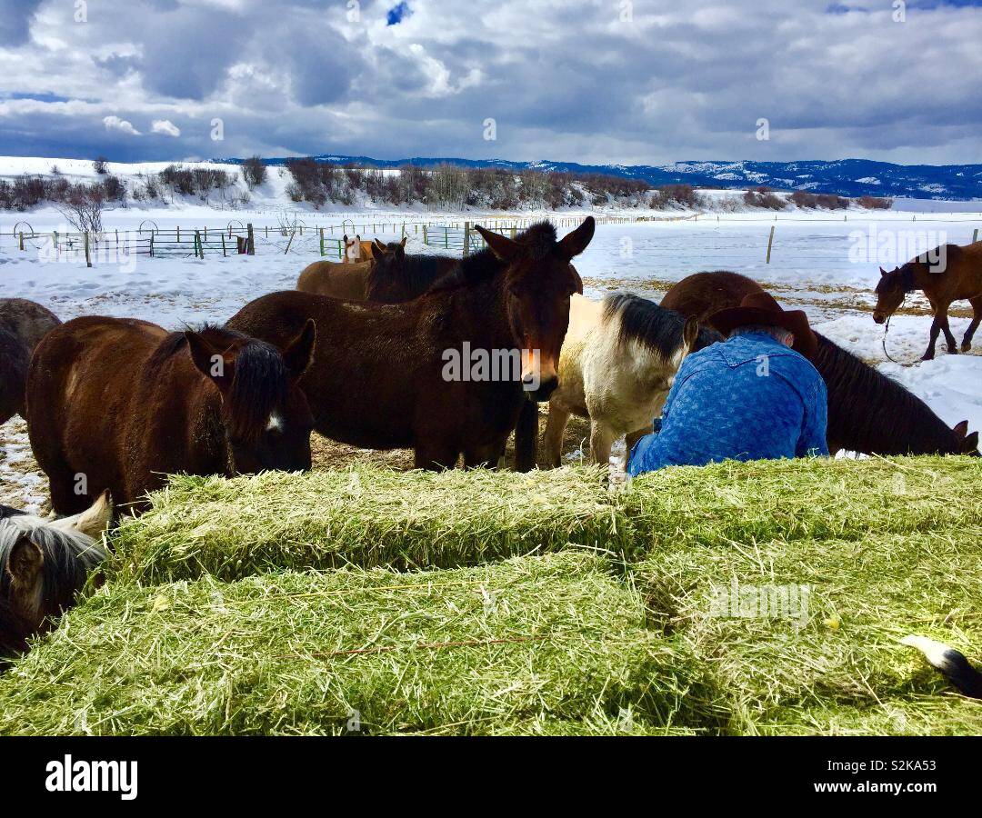 Wyoming cavalli in attesa di essere alimentato dal fieno fresco. Foto Stock