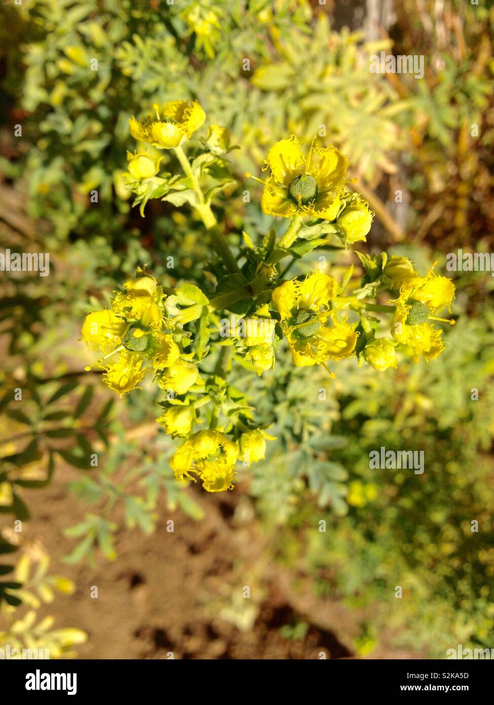 Rue comune (Ruta graveolens) Fiori closeup Foto Stock