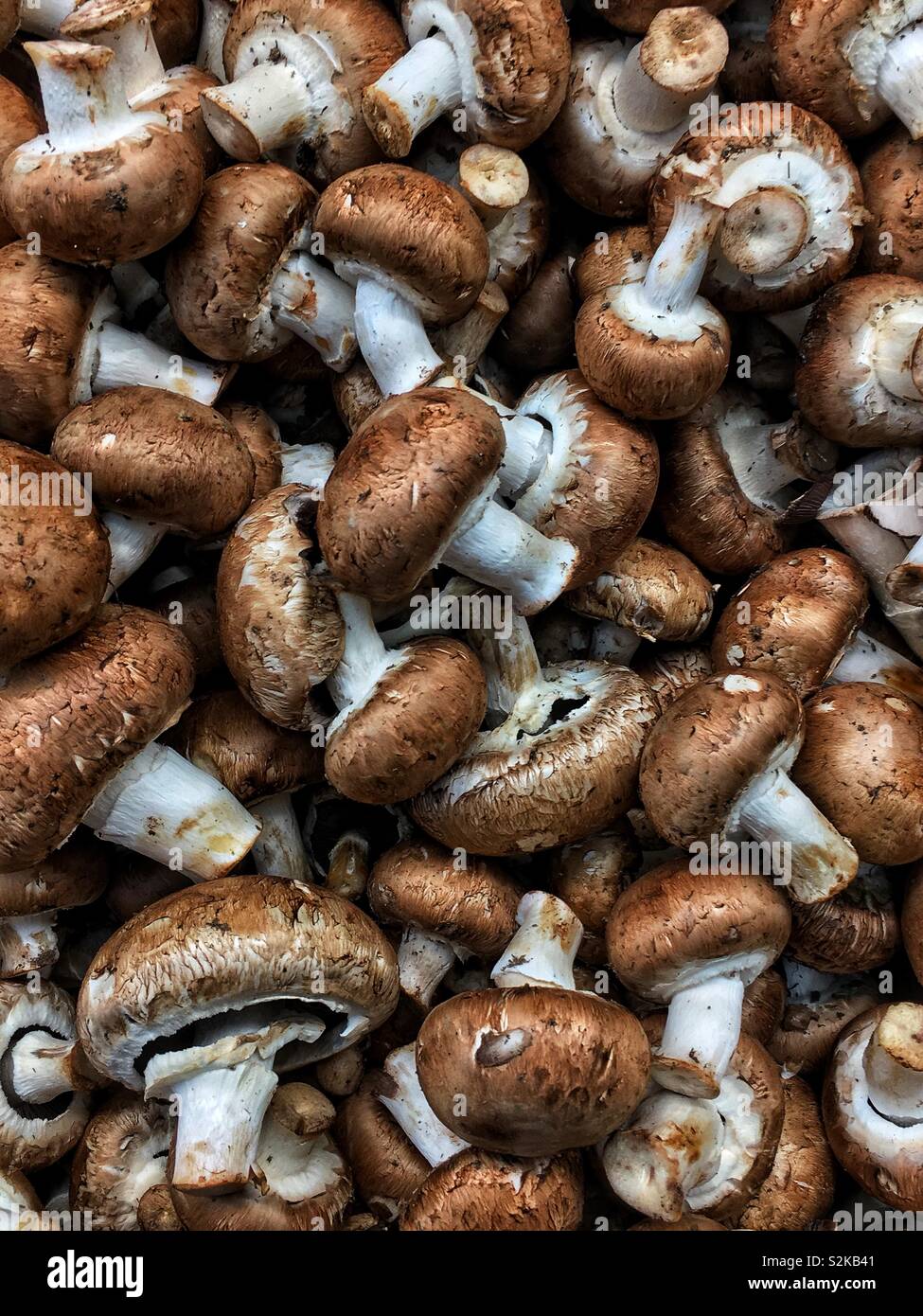 Telaio completo di carni sane e perfettamente mature marrone funghi cremini sul display e in vendita presso i locali del fornitore. Foto Stock