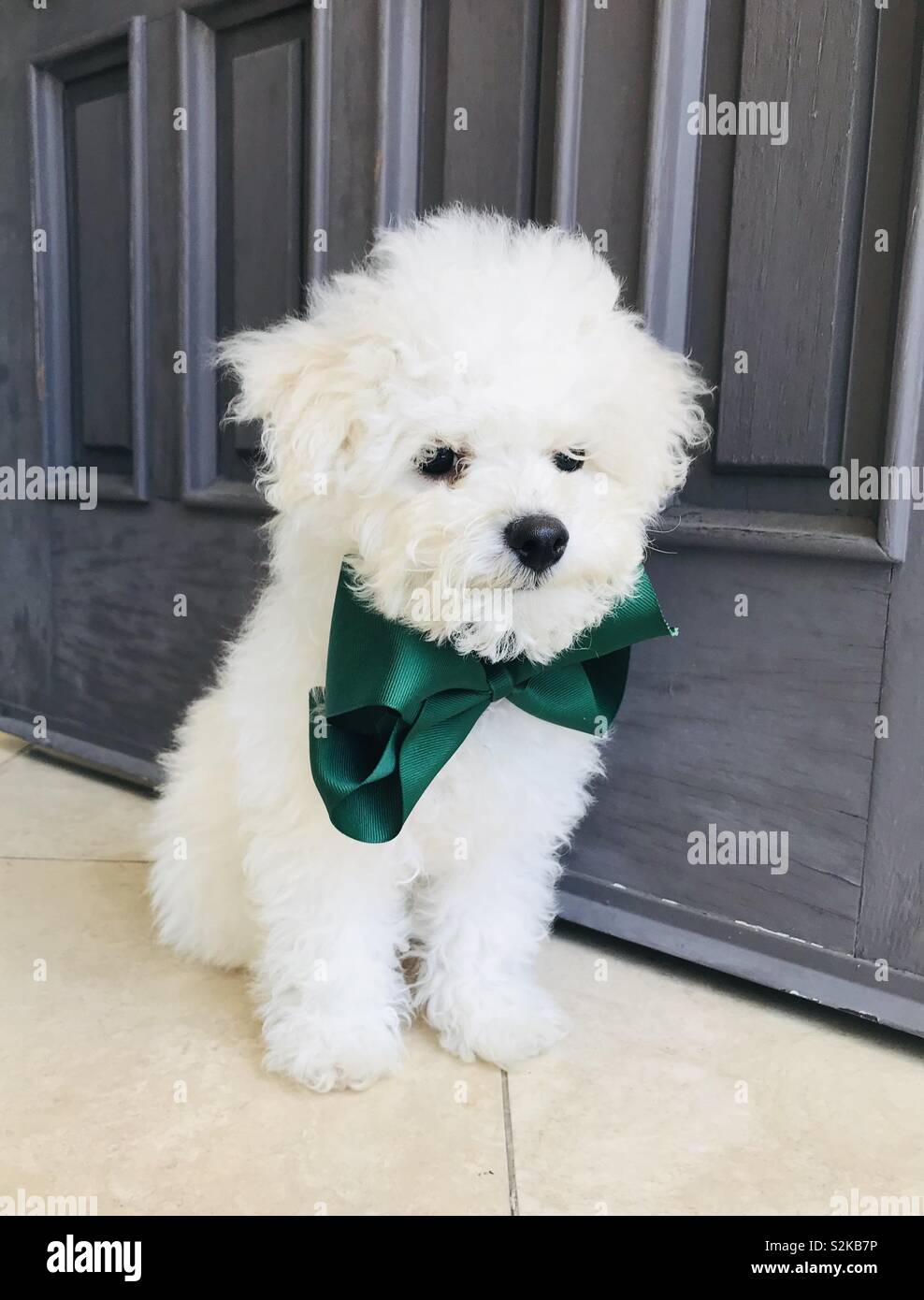 Holiday ragazzo che indossa il suo verde bow tie e peloso rivestimento bianco. Bichon cucciolo ritratto. Foto Stock