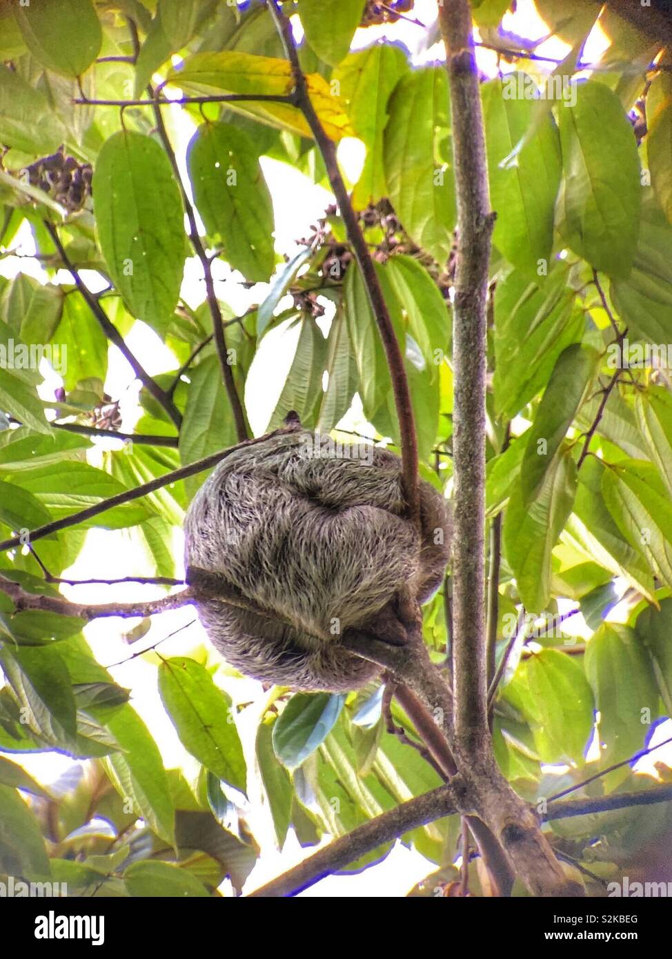 Spot di avvolto a ricciolo sleeping accidia nella struttura ad albero. Foto Stock