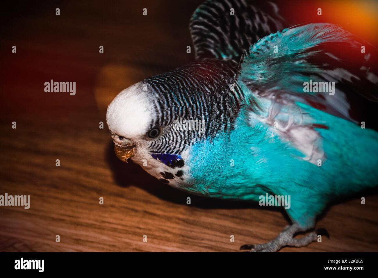 Budgies sono lunga coda di human friendly uccelli . La gente continua a loro come pet e sono i più popolari animali domestici in tutto il mondo Foto Stock