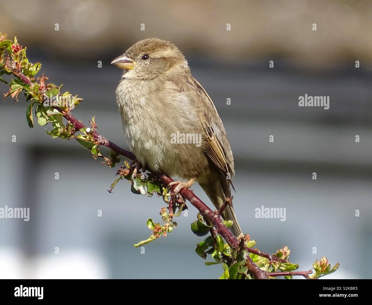 Hedge sparrow su un ramo Foto Stock