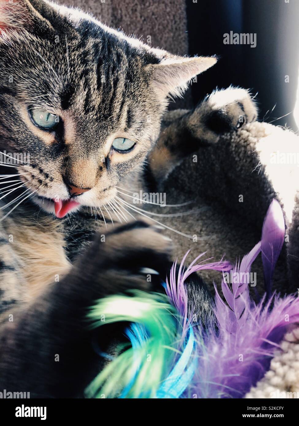 Il mio gatto gioca con le piume colorate con la lingua fuori - Immagine stock catturata con smartphone