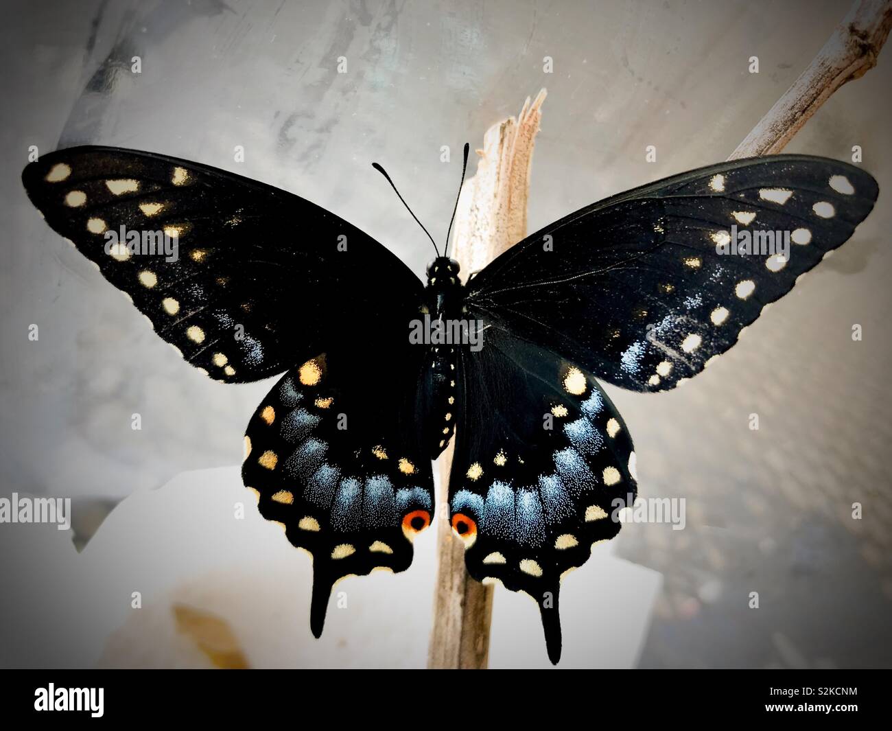 Nero femmina a coda di rondine butterfly - Immagine stock catturata con smartphone