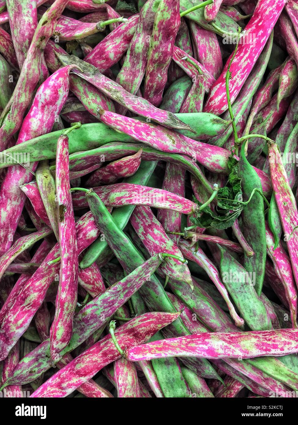 Telaio completo di deliziosi piatti freschi maturi a strisce rosa Dragon linguetta bean, o dragon linguetta fagiolo da sgranare sul display e in vendita presso i locali del fornitore. Foto Stock