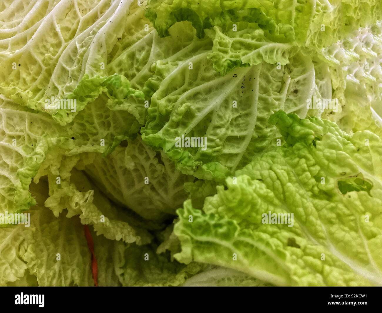 Telaio completo di deliziosi piatti freschi verdi maturi Napa cavolo, cavolo cinese, wombok sul display e in vendita presso i locali del fornitore. - Immagine stock catturata con smartphone