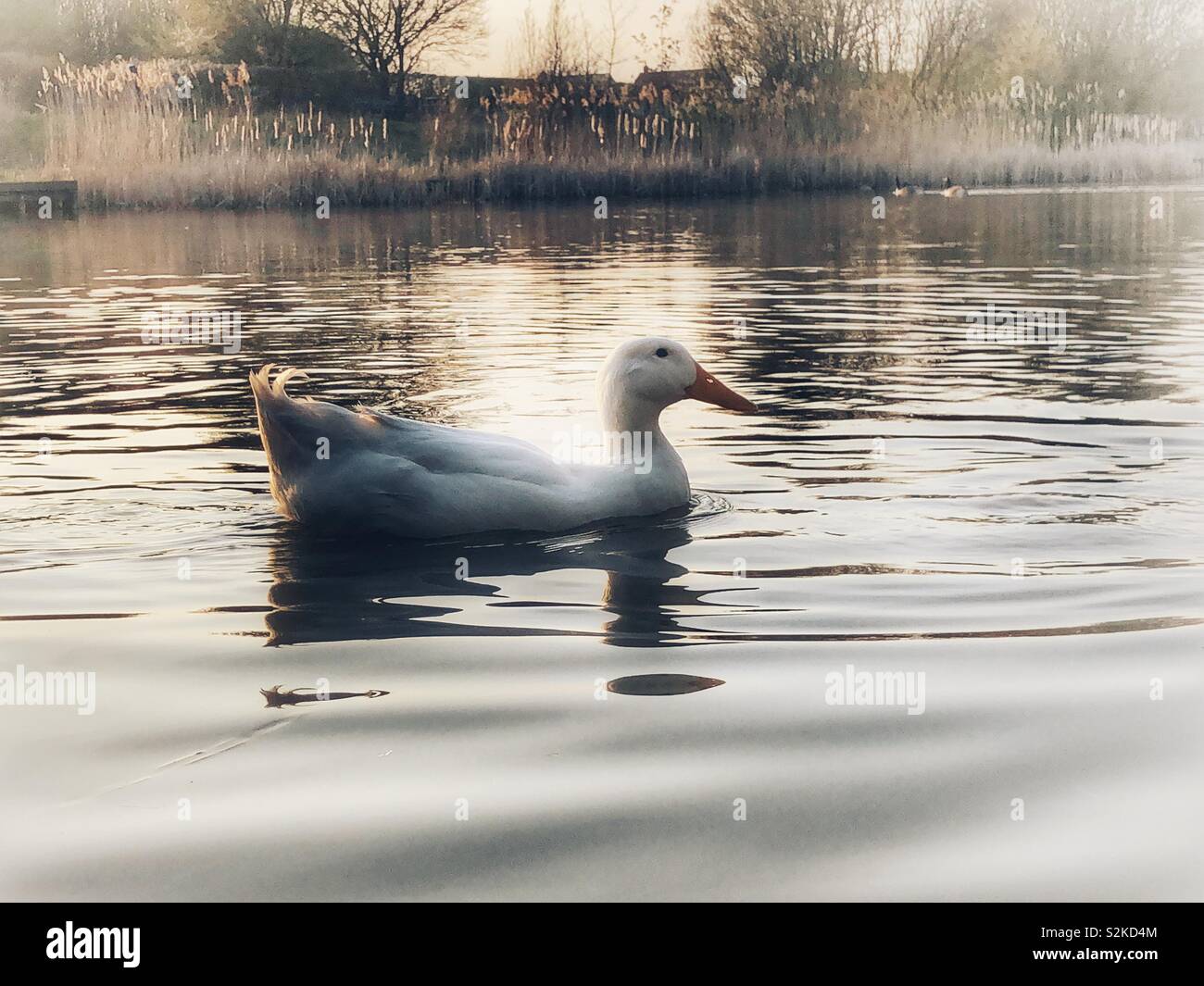 Bianco pesante Aylesbury duck nuoto su di un lago calmo Foto Stock