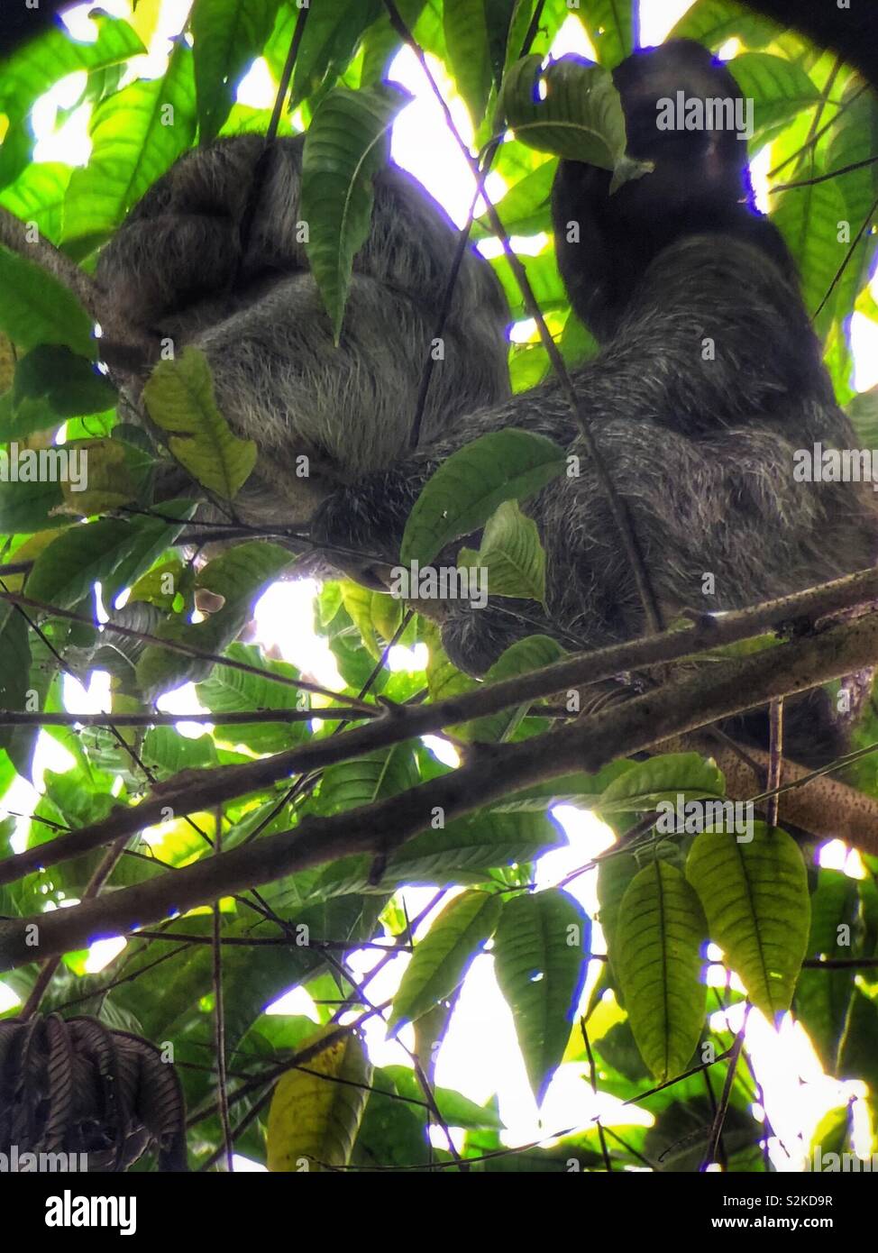 Una coppia di bradipo appeso fuori nella loro albero preferito. Foto Stock