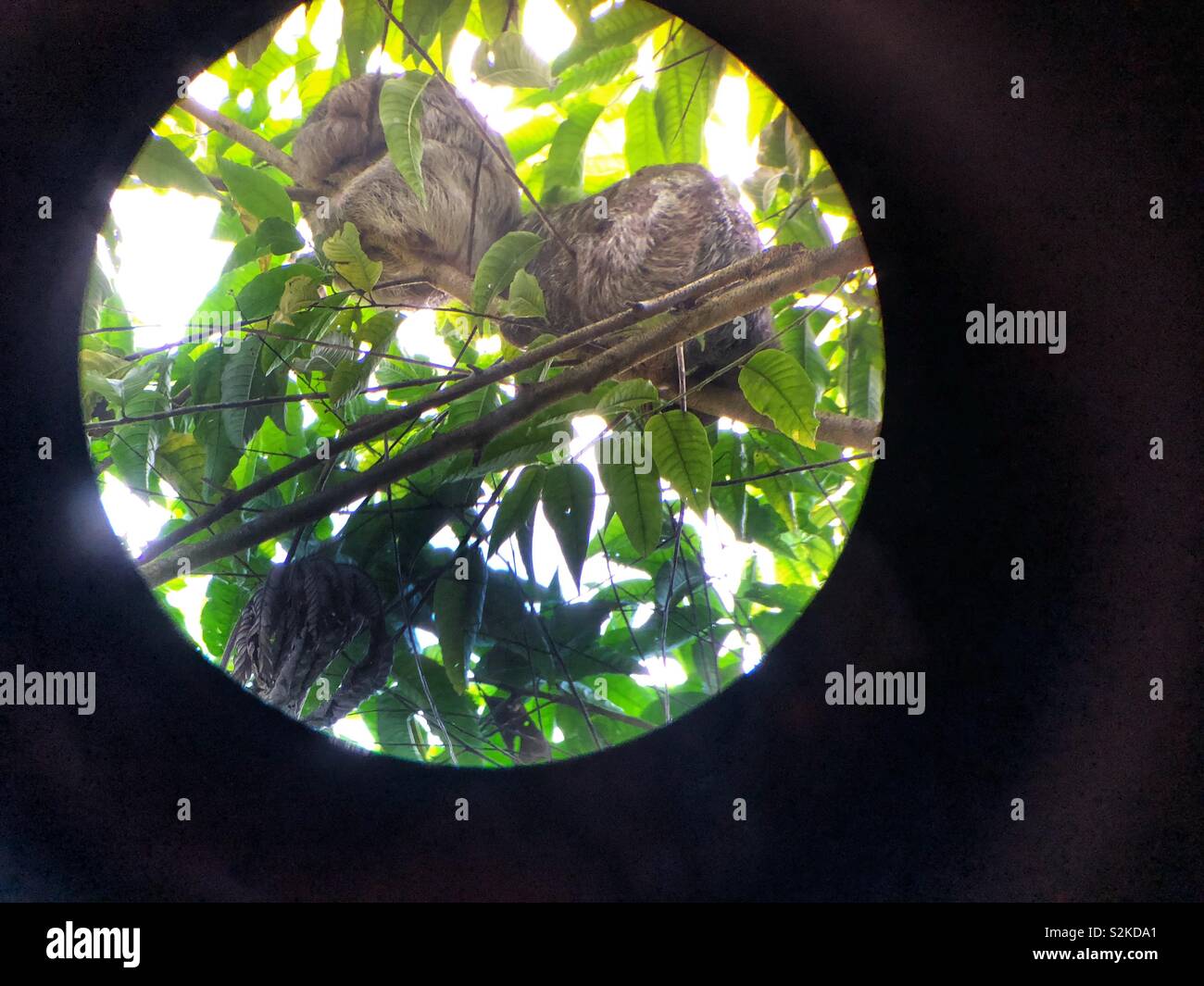 Visualizzazione di due posti letto bradipi attraverso alta powered binocolo. Foto Stock