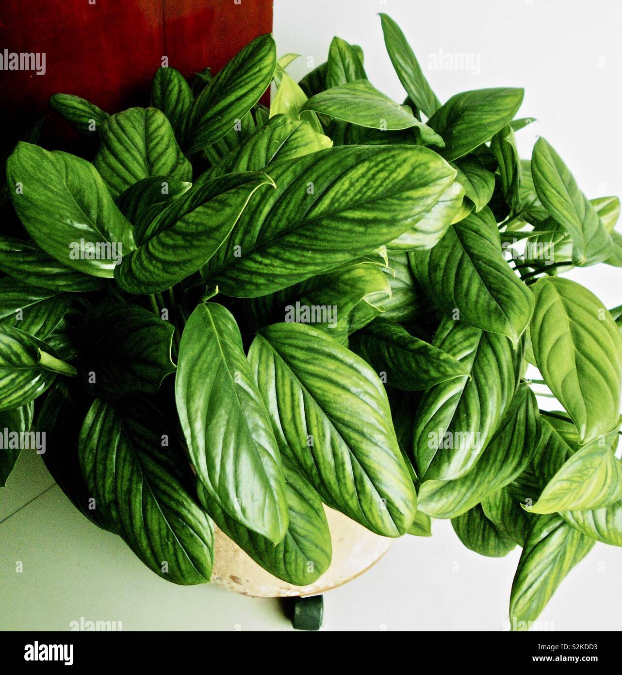 Piante ornamentali con molto verde delle foglie. Foto Stock