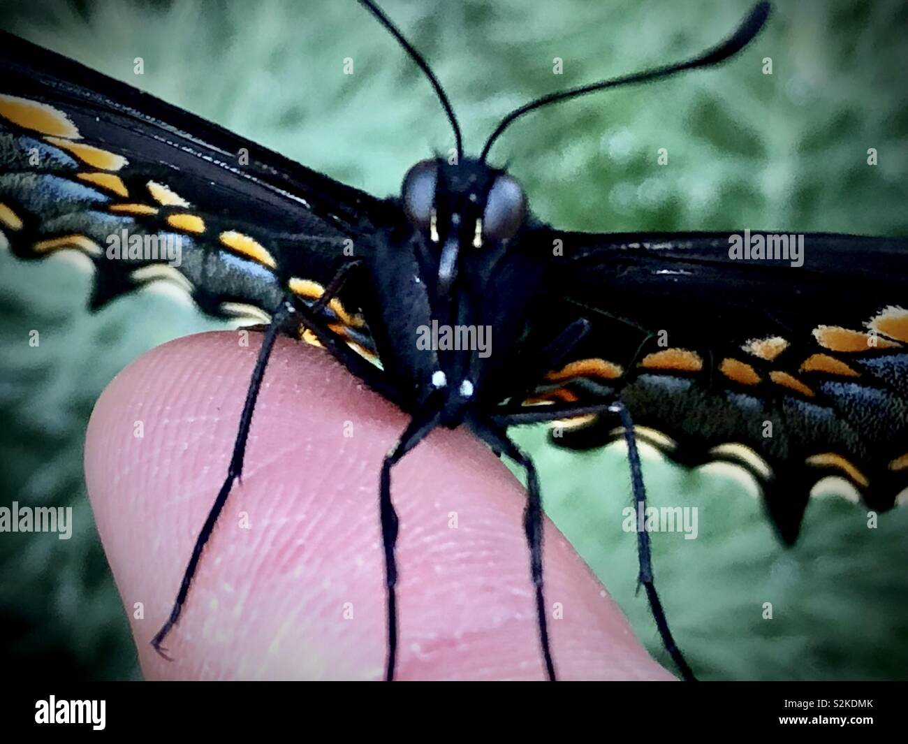 Nero a farfalla a coda di rondine su una donna del dito - Immagine stock catturata con smartphone