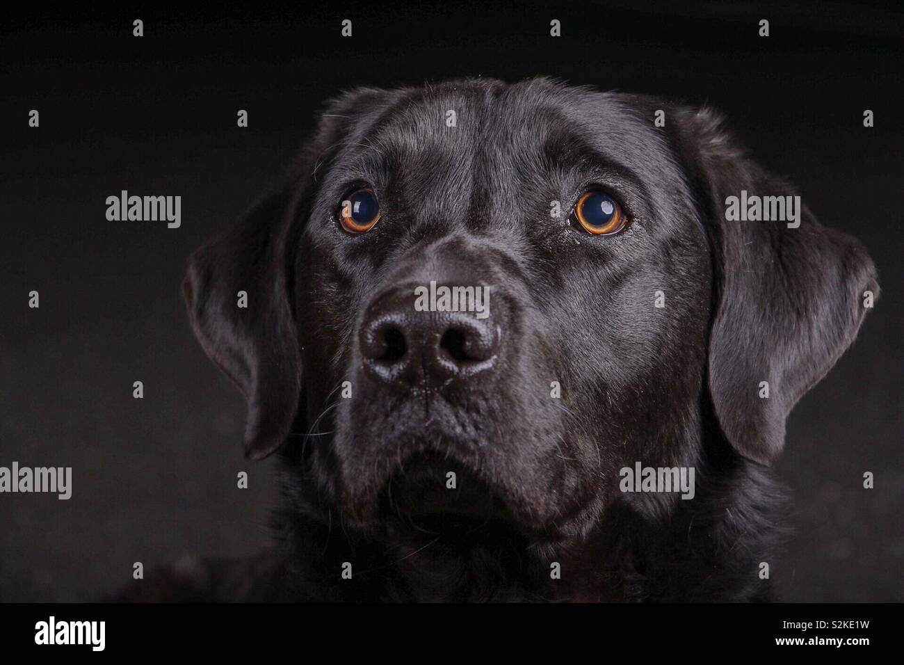 Il Labrador guardando avanti nelle tenebre Foto Stock