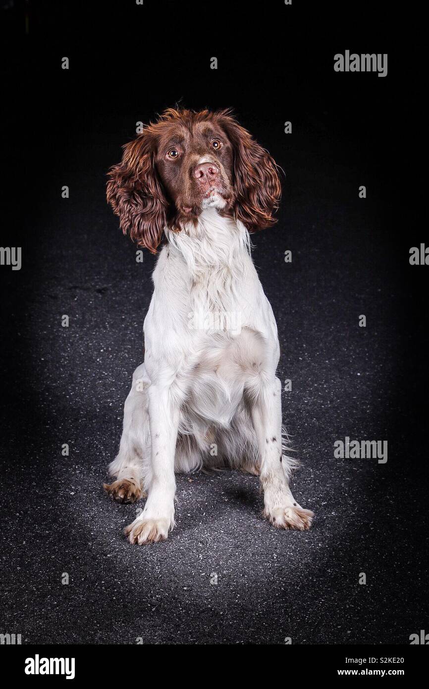 Springer Spaniel cane in posa per la fotocamera Foto Stock