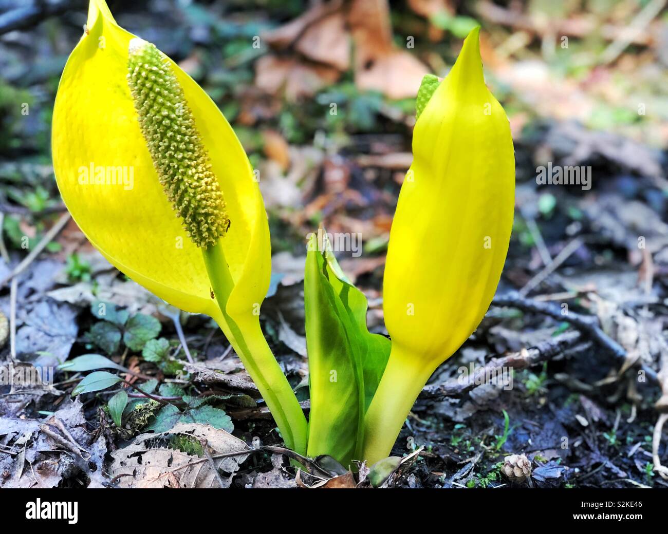 Skunk cavolo in fiore Foto Stock