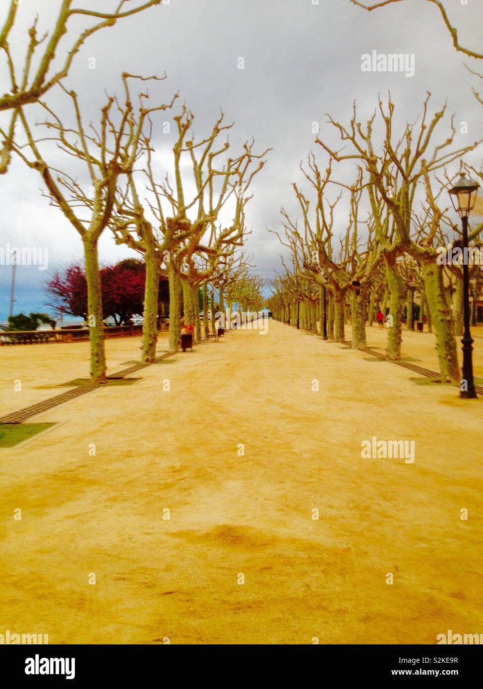Calella Allee con alberi platan Foto Stock