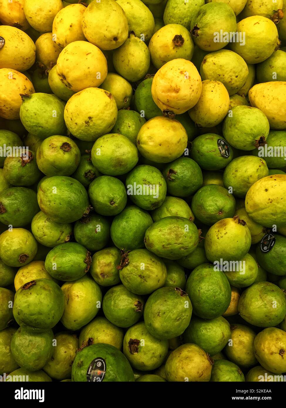 Telaio completo di deliziosi piatti freschi maturi Psidium guajava, comune di guava, limone guaiava, sul display e in vendita presso il locale di prodotti freschi del mercato. Foto Stock