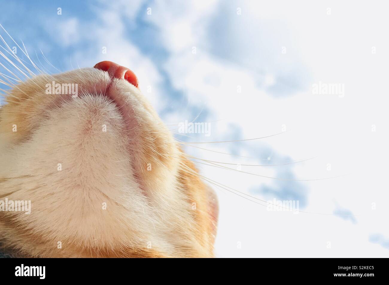 Lo zenzero tabby cat guardando il cielo blu Foto Stock