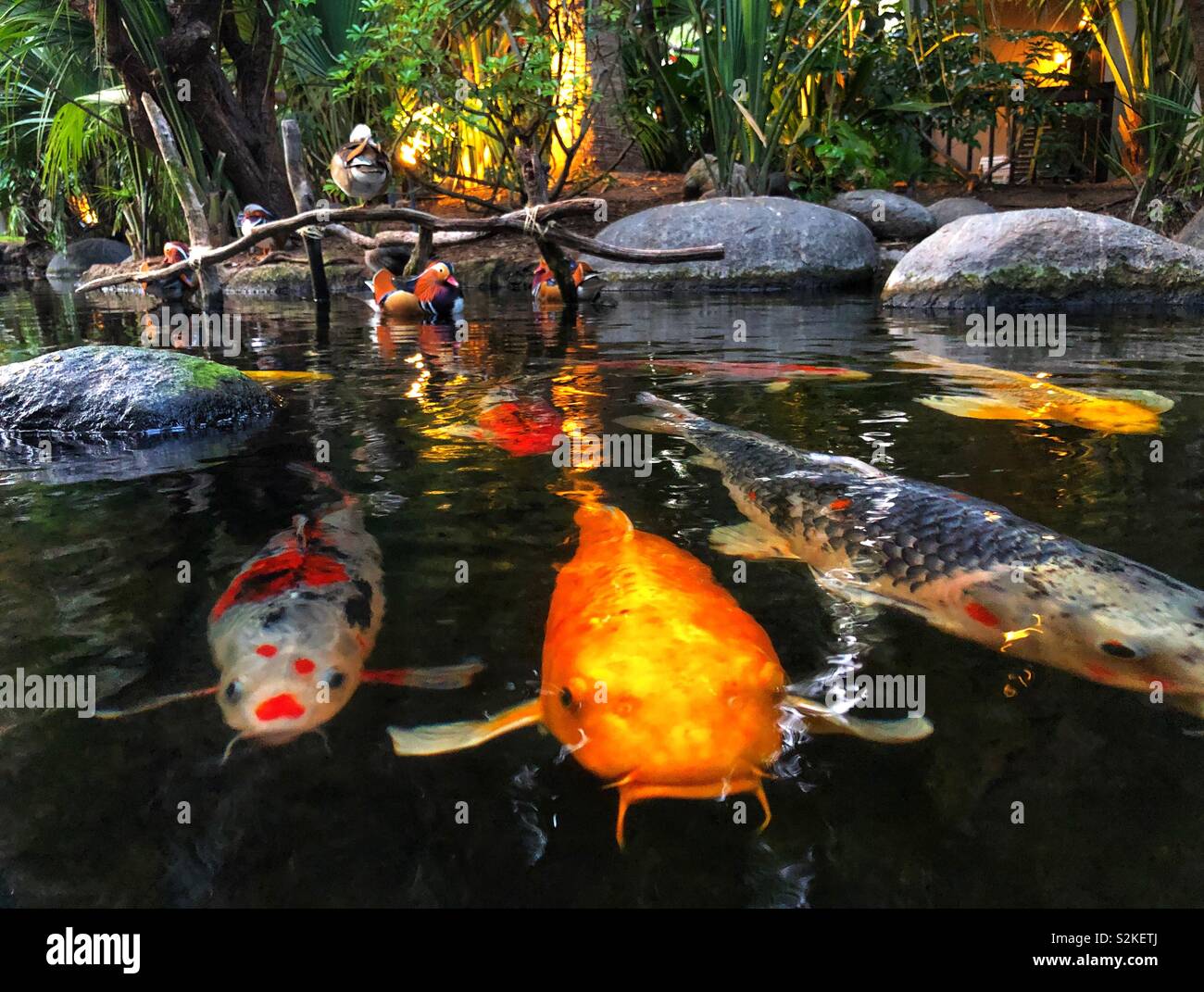 Koi Foto Stock