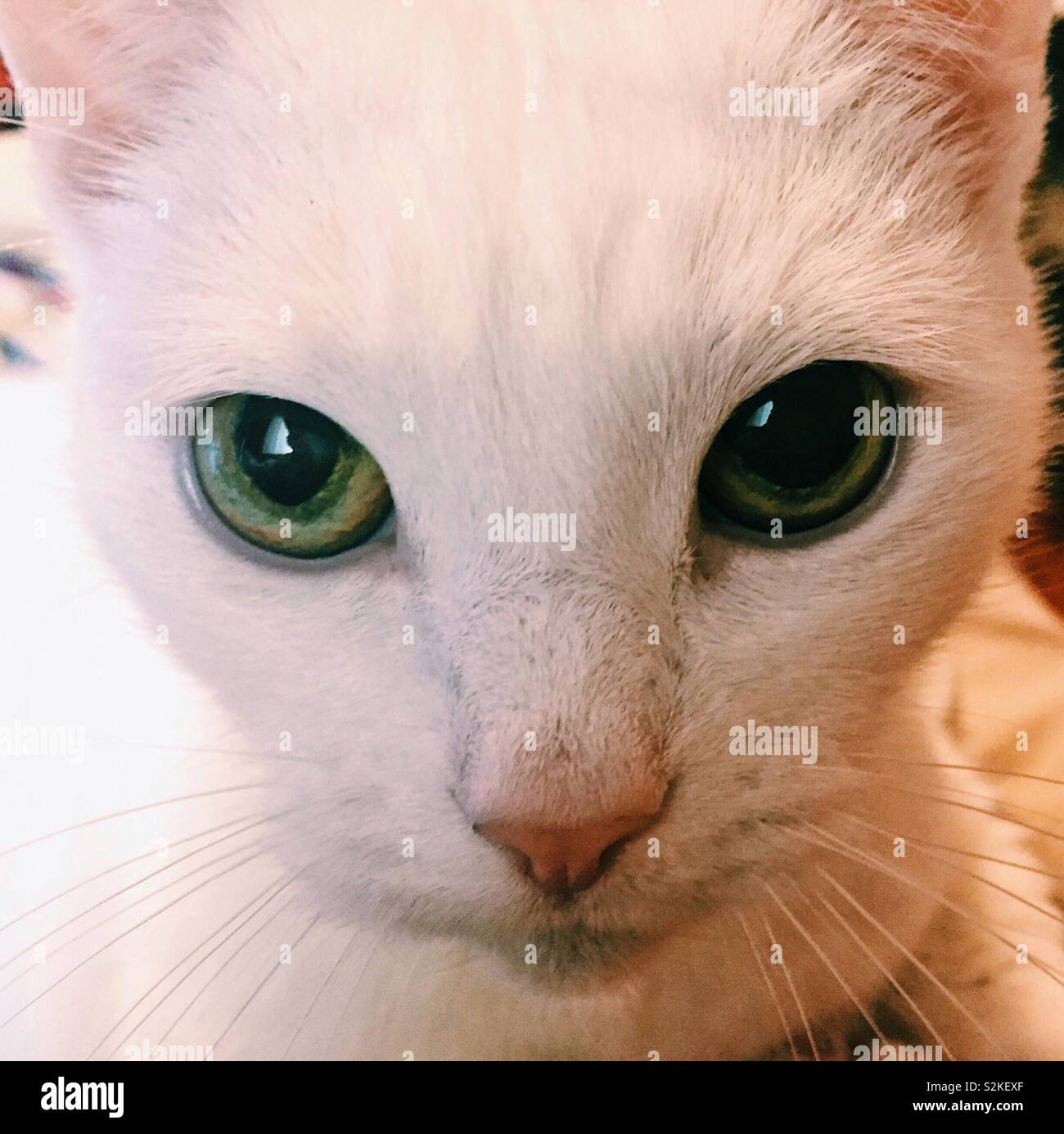 Chiusura del gatto bianco del volto con occhi grandi e con diverse dimensioni di allievi. White pet cat Foto Stock