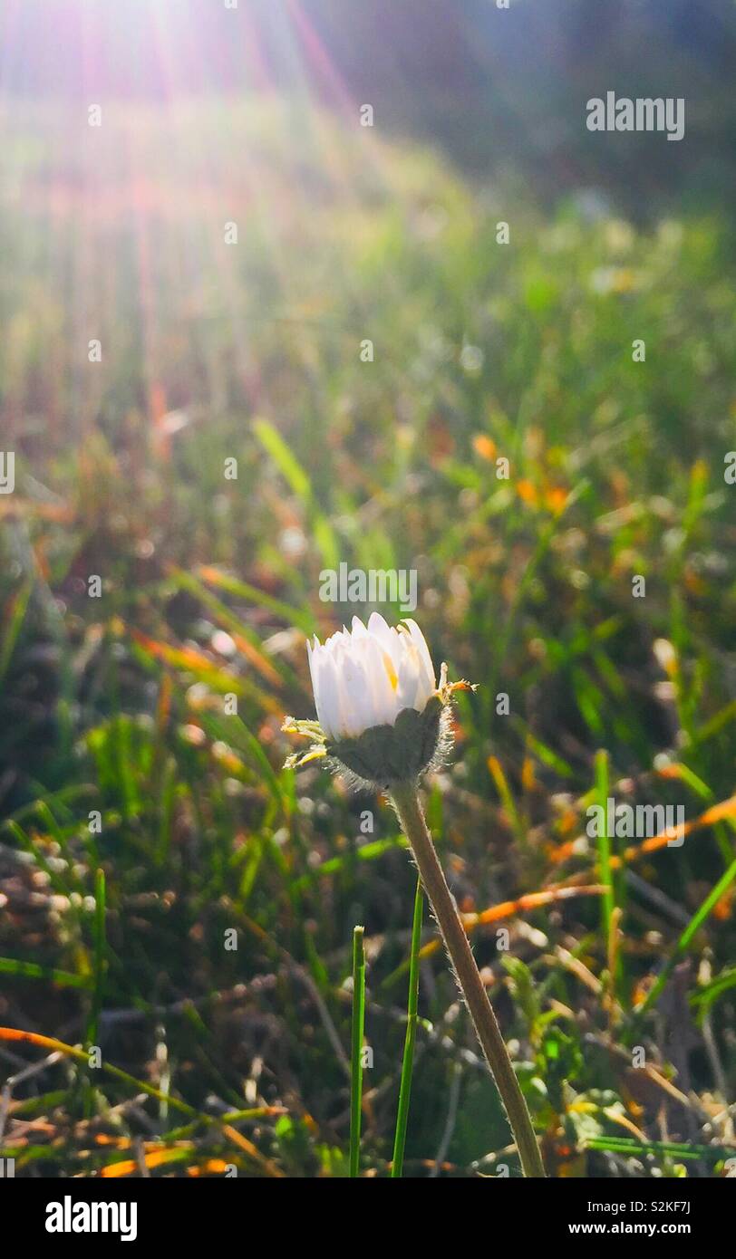 Flower mattina Foto Stock