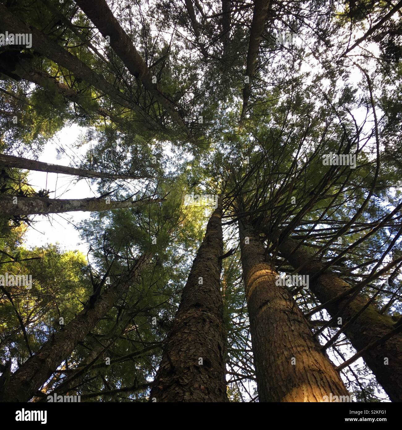 Baldacchino di foresta Foto Stock