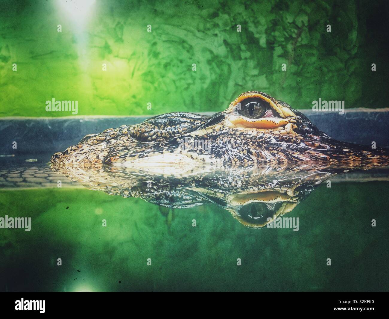 Alligator Eye sopra l'acqua con la riflessione in acqua ancora la creazione di simmetria interessante Foto Stock