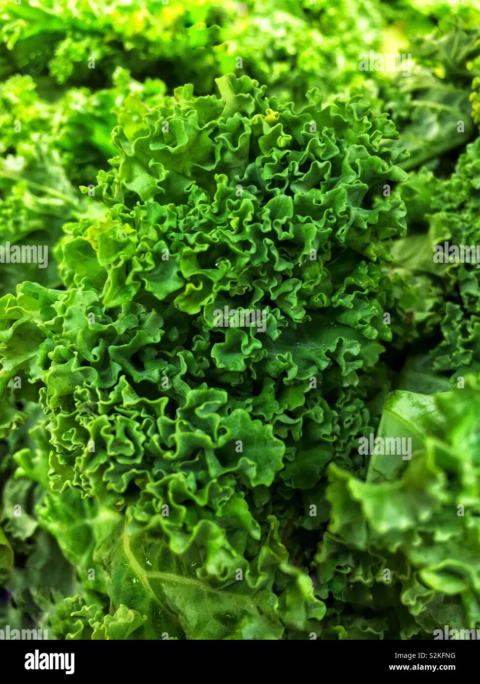 Full frame closeup di fattoria fresco delizioso gustoso fresco verde foglie di lattuga. Foto Stock