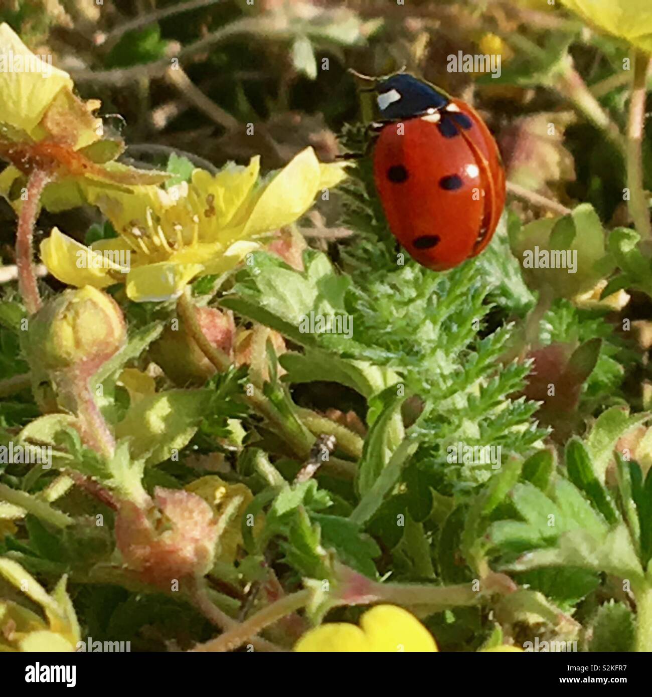 Ladybird strisciando su una pianta piccola nel sottobosco in primavera - Immagine stock catturata con smartphone