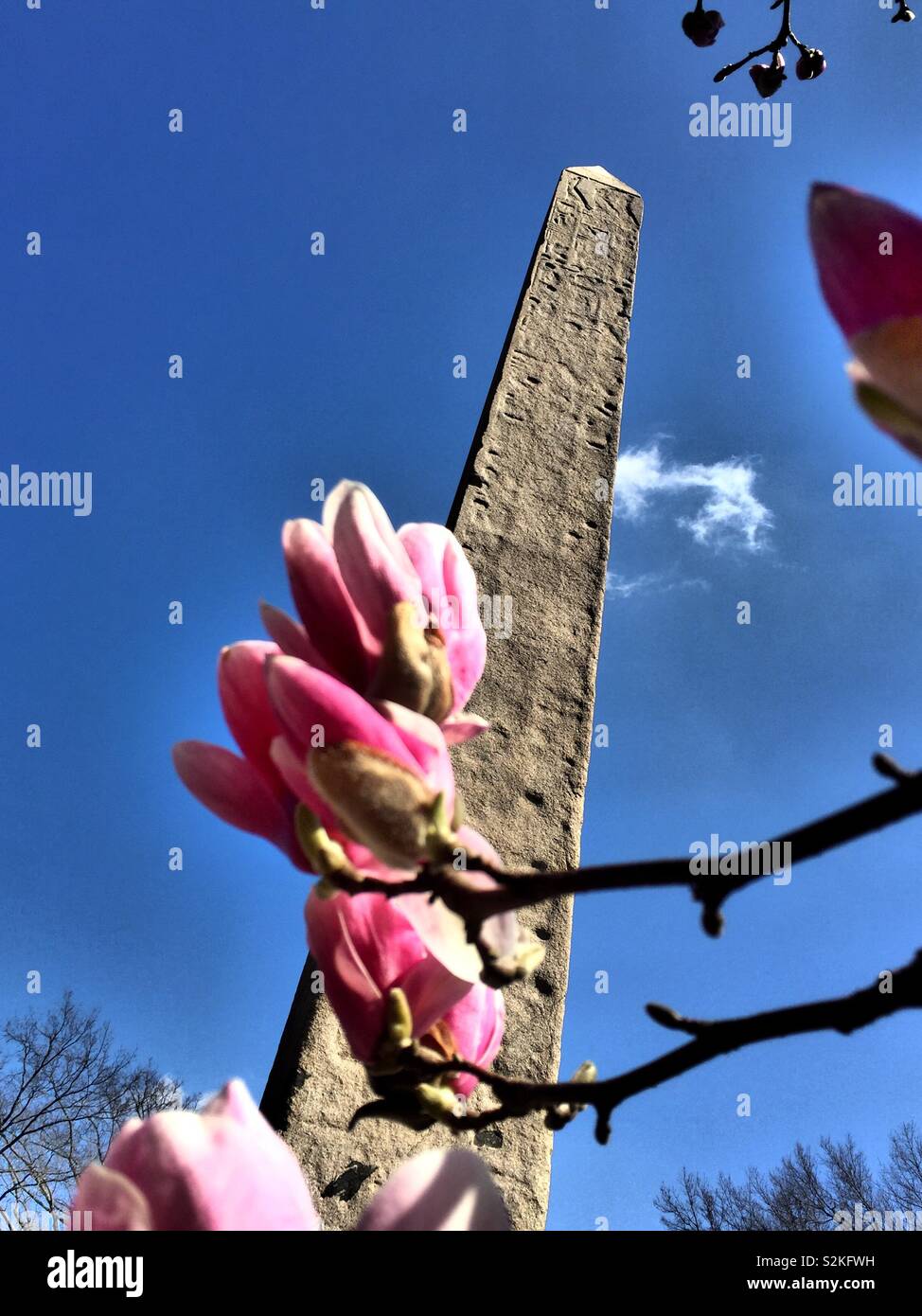 Magnolie e Cleopatra Needle a central park in primavera, NYC, STATI UNITI D'AMERICA - Immagine stock catturata con smartphone
