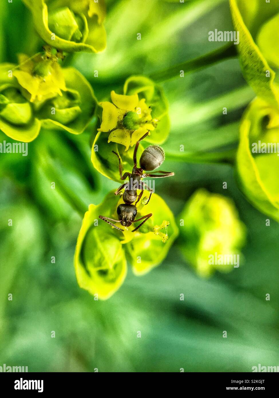 Ant vita macro - Immagine stock catturata con smartphone