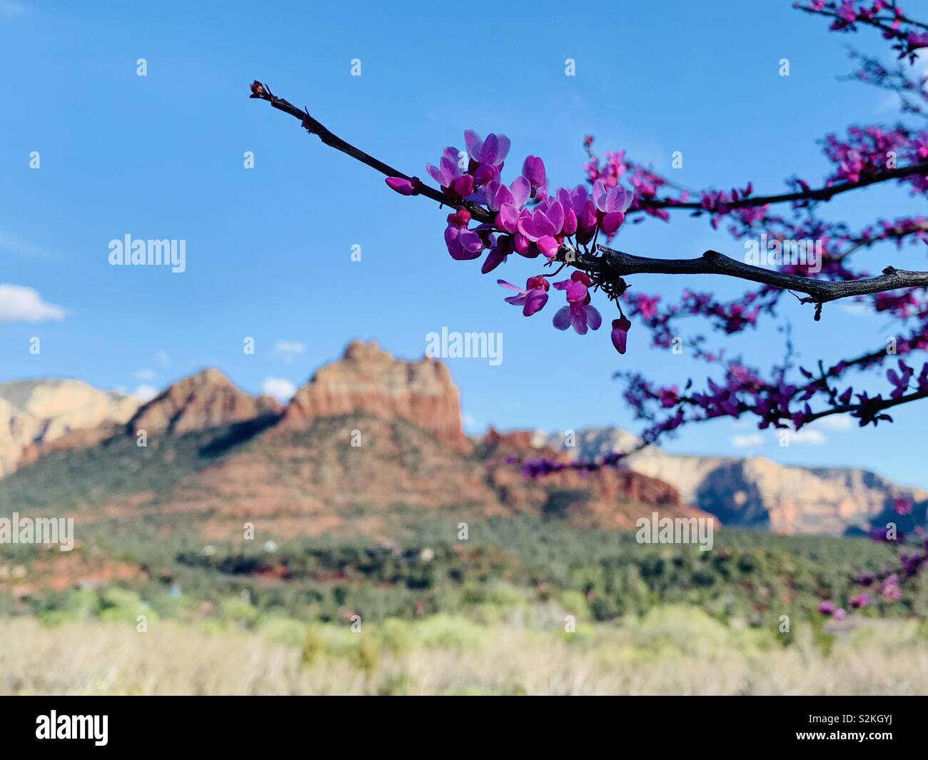 Fioritura di un ramo di albero in primo piano di un paesaggio colpo di bella Sedona, in Arizona. Foto Stock