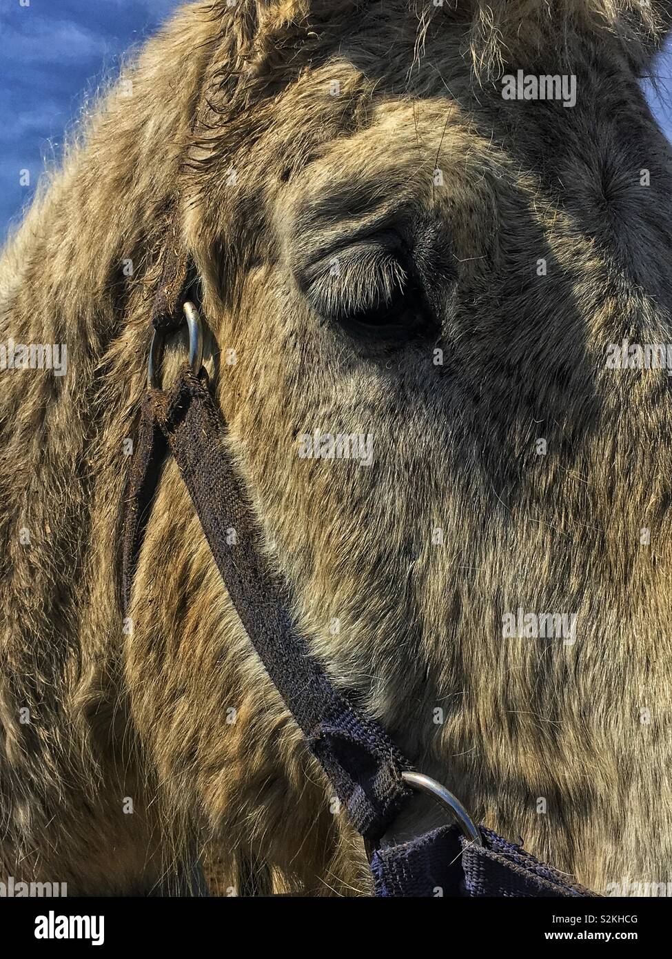 Super triste e solitaria cavallo piange i suoi occhi. Mondo del cavallo più tristi. Foto Stock