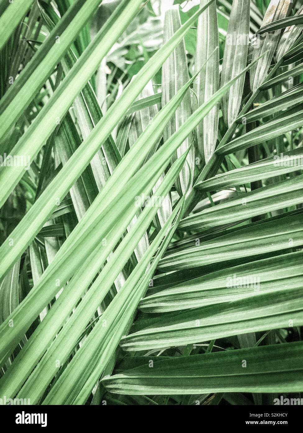 Verde decor Boho piante Foto Stock