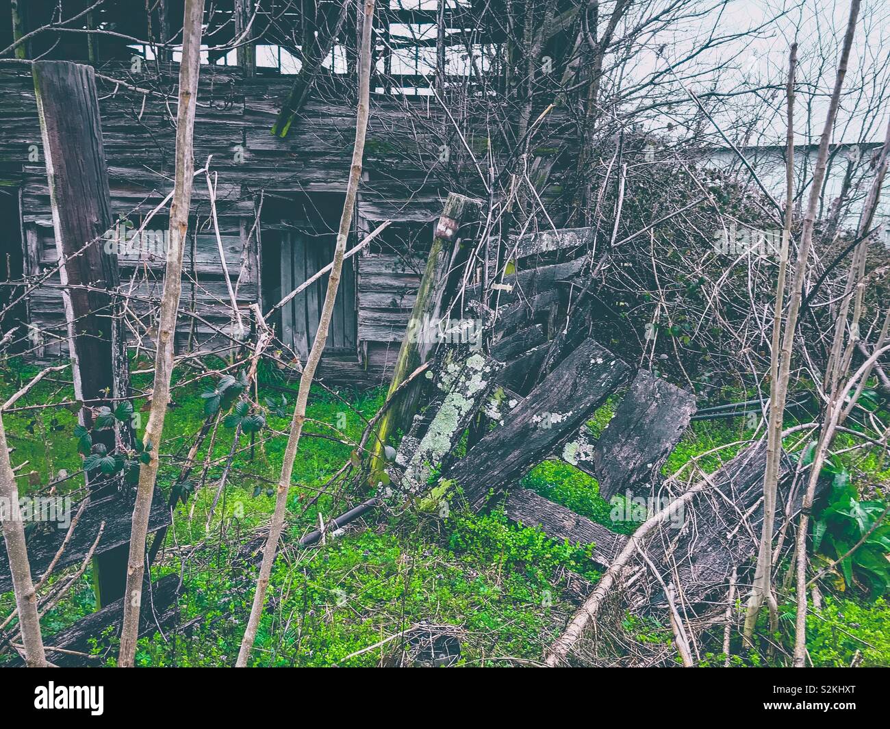 Vivido verde e grigio opaco nella foto della stalla diroccata e gate in Carolina del Nord Foto Stock