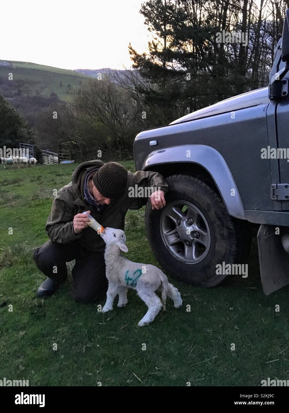Allattamento al biberon nuovo agnello in fuoristrada Landrover Defender Foto Stock