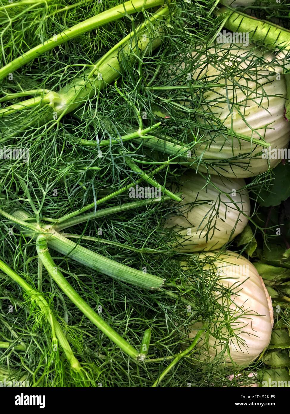 Telaio completo di perfetta fresche deliziose anice, anice e Pimpinella anisum sul display e in vendita presso la locale produzione di mercato. Foto Stock