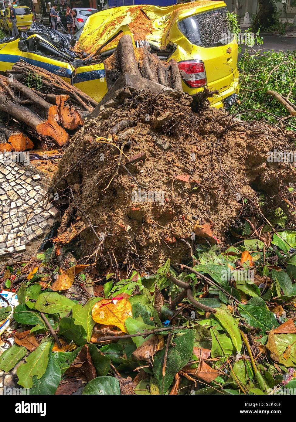 Distruzione dopo una forte tempesta di vento. Un albero sradicate si blocca su un taxi parcheggiato a Rio de Janeiro in Brasile. - Immagine stock catturata con smartphone