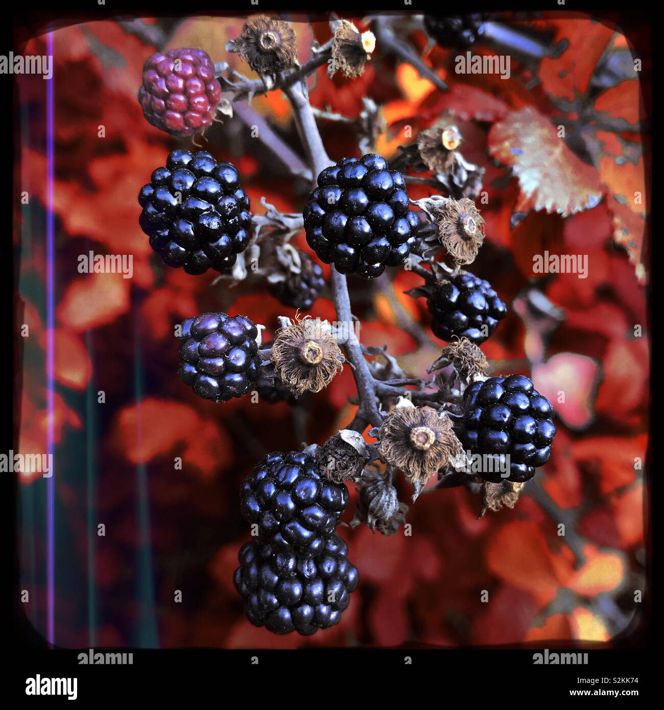 Rovistando blackberry da una siepe di Cornovaglia Foto Stock