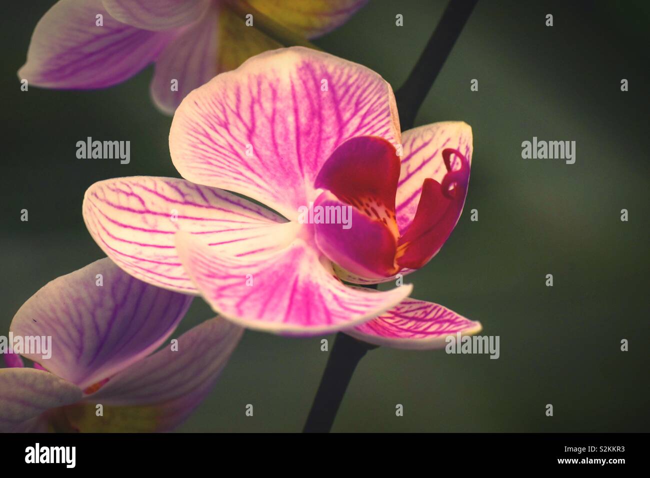 Una varietà di orchidee colorate con sfondo naturale Foto Stock