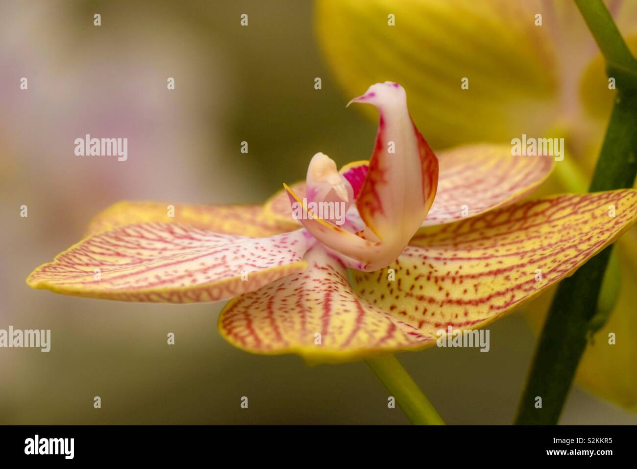 Una varietà di orchidee colorate con sfondo naturale. Foto Stock
