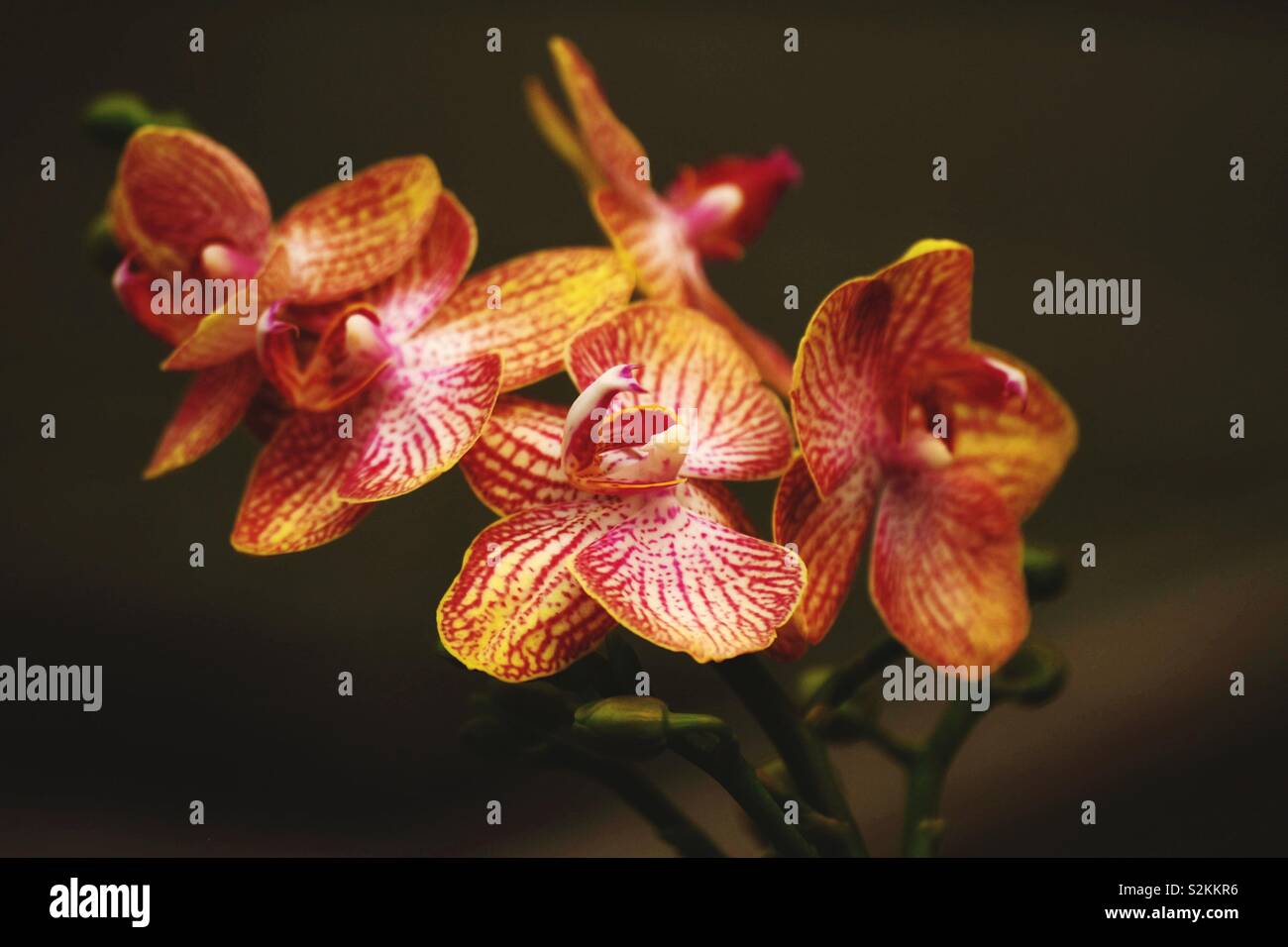 Una varietà di orchidee colorate con sfondo naturale Foto Stock